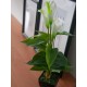 EUROPALMS Calla Mini Artificiale Bianca 43 cm - Pianta da Interno di Alta Qualità