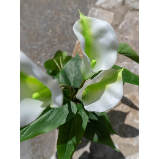 EUROPALMS Calla Mini Artificiale Bianca 43 cm - Pianta da Interno di Alta Qualità