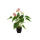 Pianta Artificiale Anthurium EUROPALMS Bianco Fucsia - Elegante Decorazione Interna ed Esterna