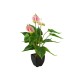 Pianta Artificiale Anthurium EUROPALMS Bianco Fucsia - Elegante Decorazione Interna ed Esterna