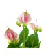 Pianta Artificiale Anthurium EUROPALMS Bianco Fucsia - Elegante Decorazione Interna ed Esterna