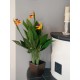 EUROPALMS Strelitzia Artificiale da Esterno, 90 cm - Pianta Decorativa Realistica