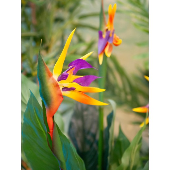 EUROPALMS Strelitzia Artificiale da Esterno, 90 cm - Pianta Decorativa Realistica