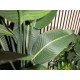 Strelitzia Artificiale EUROPALMS 170cm - Pianta Decorativa Realistica per Interni