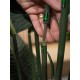 Strelitzia Artificiale EUROPALMS 170cm - Pianta Decorativa Realistica per Interni