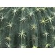 Cactus a Sfera EUROPALMS 34 cm - Pianta Artificiale per Decorazioni Esterne