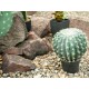 Cactus a Sfera EUROPALMS 34 cm - Pianta Artificiale per Decorazioni Esterne