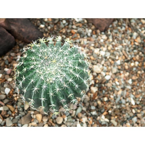 Cactus a Sfera EUROPALMS 34 cm - Pianta Artificiale per Decorazioni Esterne