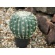 Cactus a Sfera EUROPALMS 34 cm - Pianta Artificiale per Decorazioni Esterne