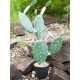 Nopal Cactus Artificiale EUROPALMS 76cm - Pianta Decorativa per Uso Esterno