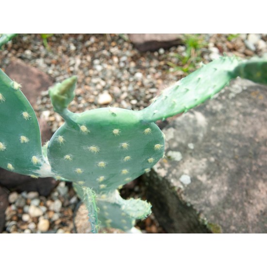Nopal Cactus Artificiale EUROPALMS 76cm - Pianta Decorativa per Uso Esterno