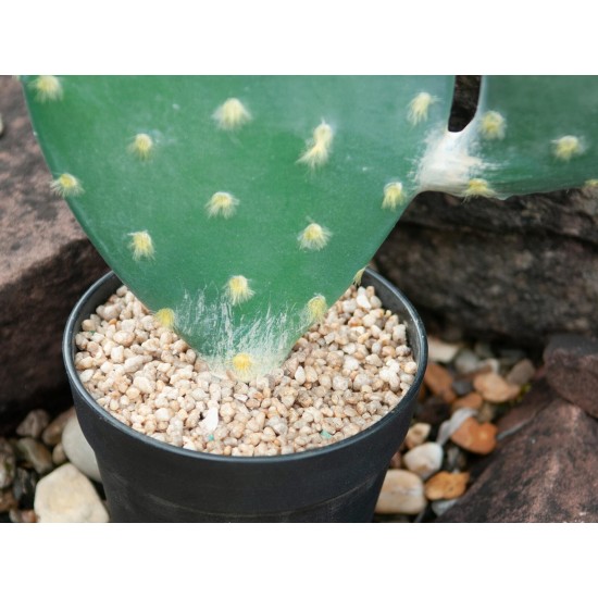 Nopal Cactus Artificiale EUROPALMS 76cm - Pianta Decorativa per Uso Esterno