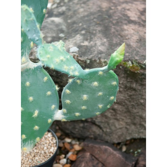 Nopal Cactus Artificiale EUROPALMS 76cm - Pianta Decorativa per Uso Esterno
