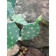 Nopal Cactus Artificiale EUROPALMS 76cm - Pianta Decorativa per Uso Esterno
