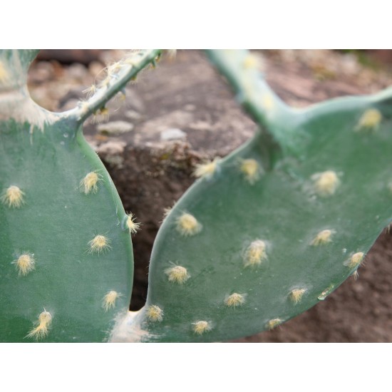 Nopal Cactus Artificiale EUROPALMS 76cm - Pianta Decorativa per Uso Esterno