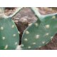 Nopal Cactus Artificiale EUROPALMS 76cm - Pianta Decorativa per Uso Esterno