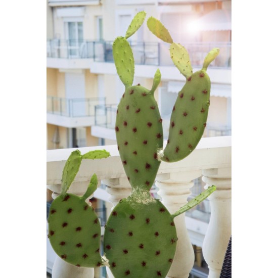 EUROPALMS Nopal Cactus Artificiale 75cm - Pianta Decorativa per Interni ed Esterni