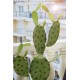 EUROPALMS Nopal Cactus Artificiale 75cm - Pianta Decorativa per Interni ed Esterni