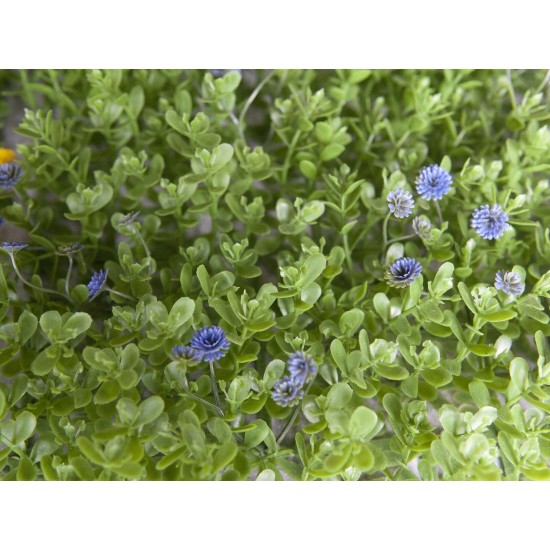 Tappeto Erboso Artificiale EUROPALMS Verde-Viola 25x25cm per Esterni