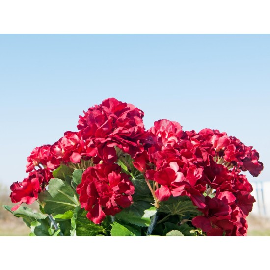 Geranio Artificiale EUROPALMS Rosso Scuro - 42 cm, Decorazione Estiva Realistica