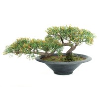 EUROPALMS Cedro Bonsai Artificiale 40 cm - Decorazione Tavola e Esterni
