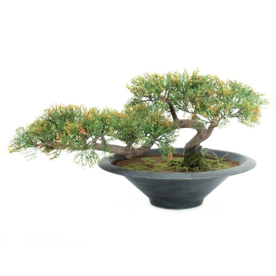 EUROPALMS Cedro Bonsai Artificiale 40 cm - Decorazione Tavola e Esterni