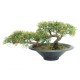 EUROPALMS Cedro Bonsai Artificiale 40 cm - Decorazione Tavola e Esterni