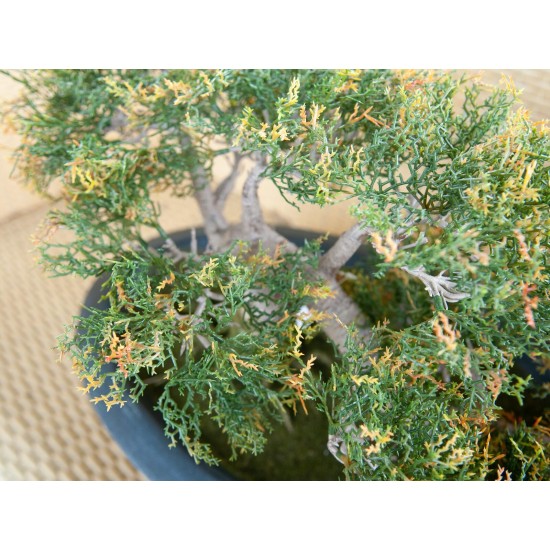 EUROPALMS Cedro Bonsai Artificiale 40 cm - Decorazione Tavola e Esterni