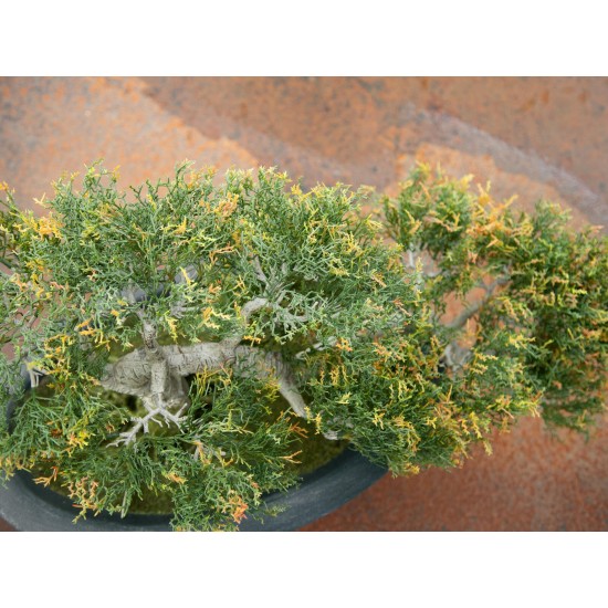 EUROPALMS Cedro Bonsai Artificiale 40 cm - Decorazione Tavola e Esterni