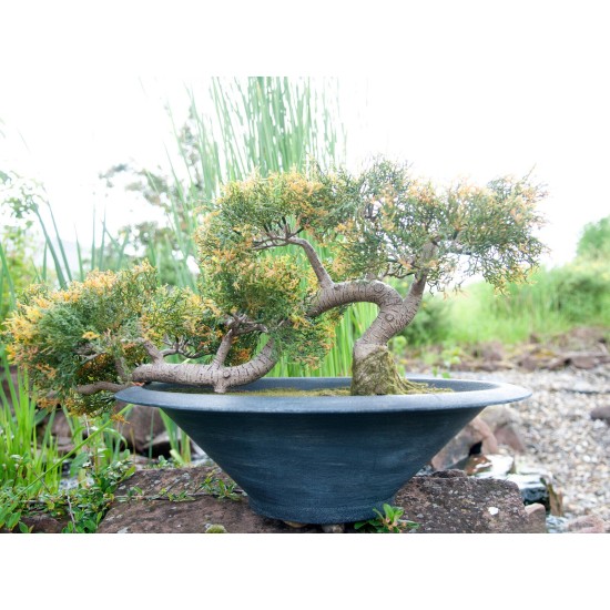 EUROPALMS Cedro Bonsai Artificiale 40 cm - Decorazione Tavola e Esterni