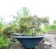 EUROPALMS Cedro Bonsai Artificiale 40 cm - Decorazione Tavola e Esterni