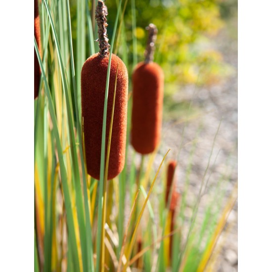EUROPALMS Bulrush 150cm - Pianta Artificiale per Esterni, Effetto Naturale