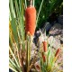 EUROPALMS Bulrush 150cm - Pianta Artificiale per Esterni, Effetto Naturale