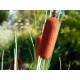 EUROPALMS Bulrush 150cm - Pianta Artificiale per Esterni, Effetto Naturale