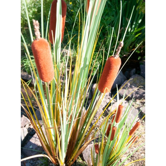 EUROPALMS Bulrush 150cm - Pianta Artificiale per Esterni, Effetto Naturale
