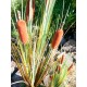 EUROPALMS Bulrush 150cm - Pianta Artificiale per Esterni, Effetto Naturale