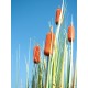 EUROPALMS Bulrush 150cm - Pianta Artificiale per Esterni, Effetto Naturale