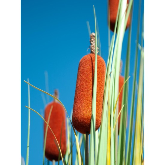 EUROPALMS Bulrush 150cm - Pianta Artificiale per Esterni, Effetto Naturale