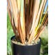 EUROPALMS Bulrush 150cm - Pianta Artificiale per Esterni, Effetto Naturale
