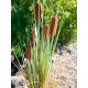 EUROPALMS Bulrush 150cm - Pianta Artificiale per Esterni, Effetto Naturale