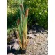 EUROPALMS Bulrush 150cm - Pianta Artificiale per Esterni, Effetto Naturale