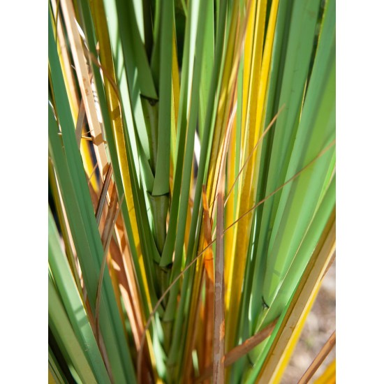 EUROPALMS Bulrush 150cm - Pianta Artificiale per Esterni, Effetto Naturale