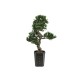 Pianta Artificiale Podocarpus Bonsai EUROPALMS 80 cm, Eleganza e Realismo per Interni ed Esterni