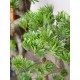 EUROPALMS Bonsai Pino Artificiale 95 cm - Decorazione Interni ed Esterni