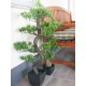 EUROPALMS Bonsai Pino Artificiale 95 cm - Decorazione Interni ed Esterni