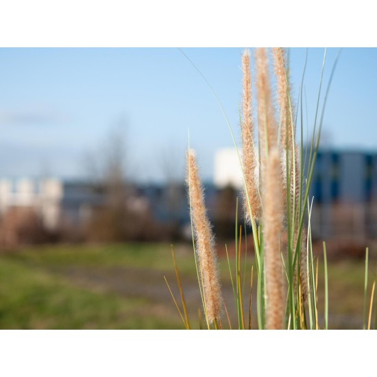 Erba Fontana Artificiale EUROPALMS 120cm - Decorazione Autunnale per Esterni