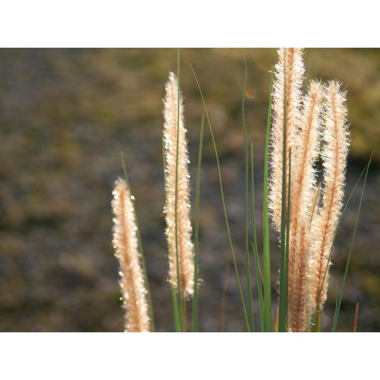 Erba Fontana Artificiale EUROPALMS 120cm - Decorazione Autunnale per Esterni