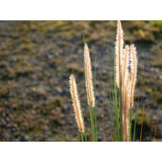 Erba Fontana Artificiale EUROPALMS 120cm - Decorazione Autunnale per Esterni