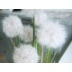 EUROPALMS Dandelion Artificiale con Fioriera, 107cm - Fiori Bianchi Realistici