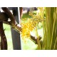EUROPALMS Reed Grass Artificiale 118cm - Realistico con Steli Soft-Touch, Uso Esterno